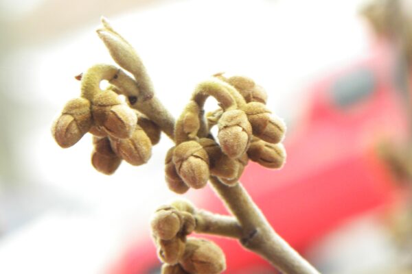 Hamamelis × intermedia ′Sunburst′ - Buds