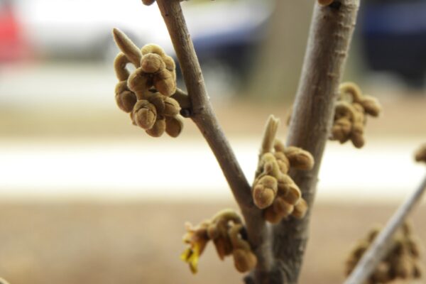 Hamamelis × intermedia ′Sunburst′ - Buds