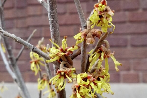 Hamamelis × intermedia ′Sunburst′ - Flowers