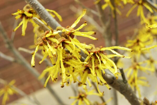 Hamamelis × intermedia ′Sunburst′ - Flowers