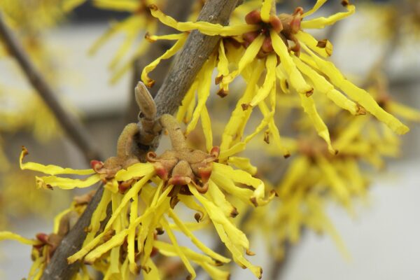 Hamamelis × intermedia ′Sunburst′ - Flowers