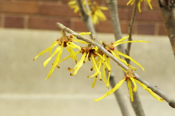 Hamamelis × intermedia ′Sunburst′ - Flowers