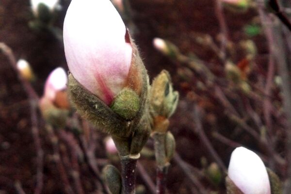 Magnolia stellata ′Centennial′ - Flower Bud