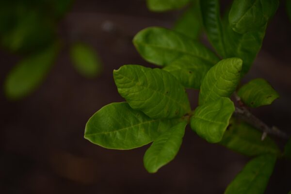 Magnolia stellata ′Centennial′ - Leaves