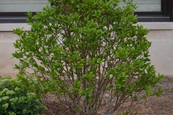 Magnolia stellata ′Centennial′ - Summer Habit