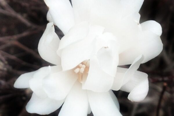 Magnolia stellata ′Centennial′ - Flower