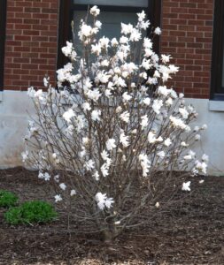 Magnolia stellata ′Centennial′ - Overall Habit