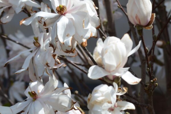 Magnolia stellata ′Centennial′ - Young and Old Flowers and Buds