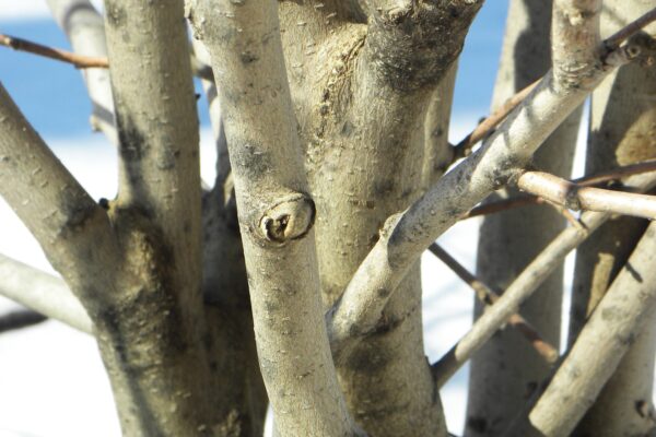 Magnolia stellata ′Centennial′ - Bark