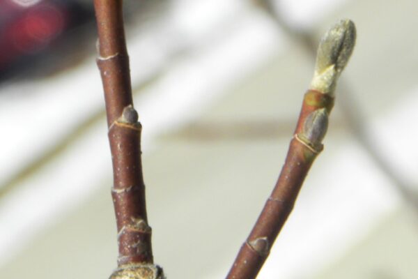 Magnolia stellata ′Centennial′ - Buds