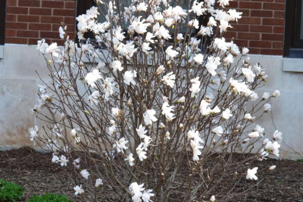 Magnolia stellata ′Centennial′ - Overall Habit