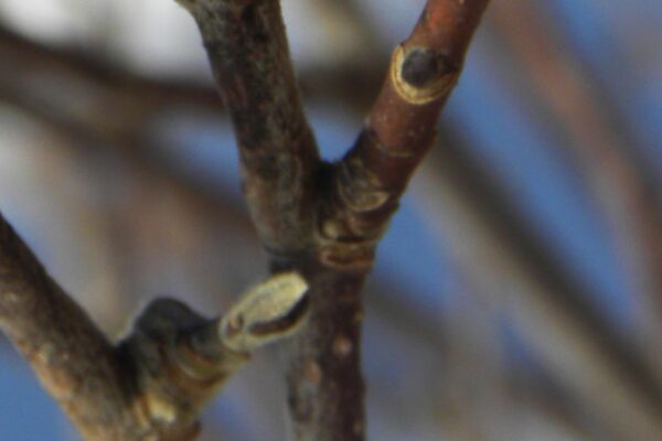 Magnolia stellata ′Centennial′ - Buds