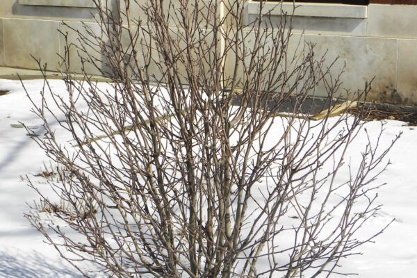 Magnolia stellata ′Centennial′ - Winter Habit