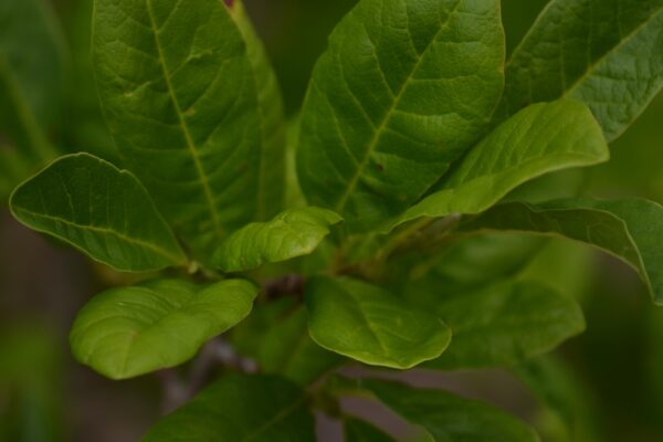Magnolia stellata ′Centennial′ - Foliage