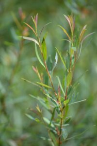 Salix purpurea ′Nana′ - Foliage