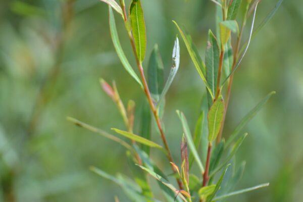Salix purpurea ′Nana′ - Foliage