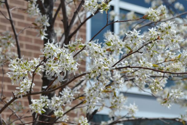 Amelanchier laevis ′JFS-Arb′ [sold as Spring Flurry®] - Flowers