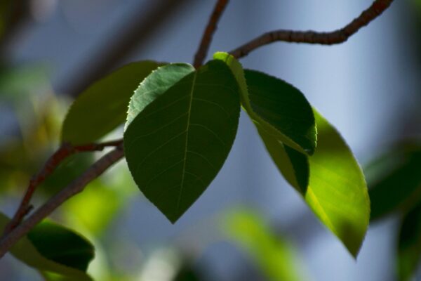 Amelanchier laevis ′JFS-Arb′ [sold as Spring Flurry®] - Leaves
