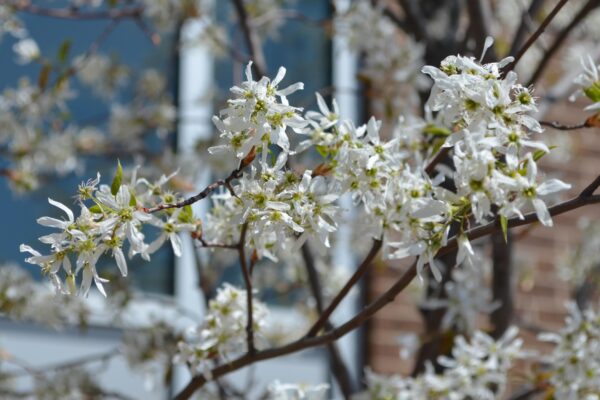 Amelanchier laevis ′JFS-Arb′ [sold as Spring Flurry®] - Flowers