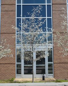 Amelanchier laevis ′JFS-Arb′ [sold as Spring Flurry®] - Tree in Bloom