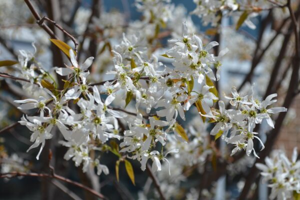 Amelanchier laevis ′JFS-Arb′ [sold as Spring Flurry®] - Flowers