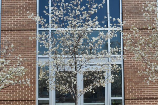 Amelanchier laevis ′JFS-Arb′ [sold as Spring Flurry®] - Tree in Bloom