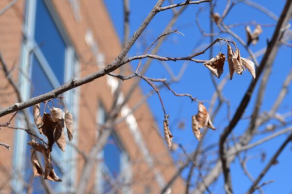 Amelanchier laevis ′JFS-Arb′ [sold as Spring Flurry®] - Dried Leaves in Winter