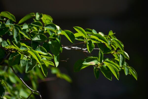 Amelanchier laevis ′JFS-Arb′ [sold as Spring Flurry®] - Foliage