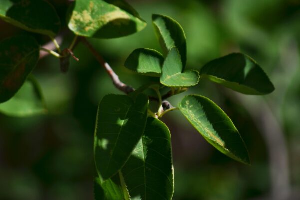 Amelanchier laevis ′JFS-Arb′ [sold as Spring Flurry®] - Leaves