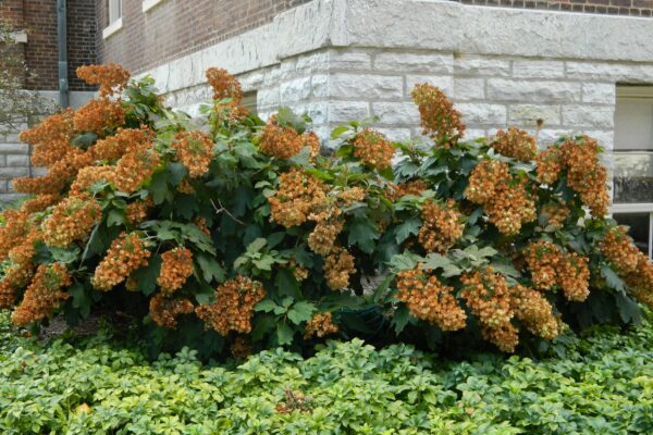 Hydrangea quercifolia ′Snowflake′ - Shrub in Late Summer