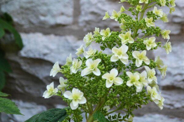 Hydrangea quercifolia ′Snowflake′ - Young Flower Panicle in Late Spring