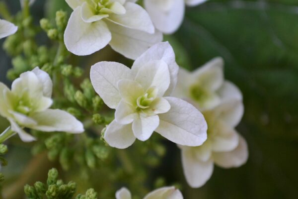 Hydrangea quercifolia ′Snowflake′ - Flowers