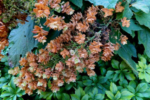 Hydrangea quercifolia ′Snowflake′ - Persisting Flower Panicle in Late Summer