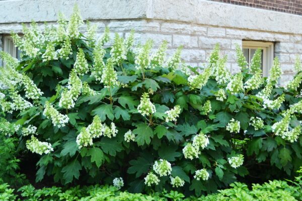 Hydrangea quercifolia ′Snowflake′ - Shrub in Late Spring
