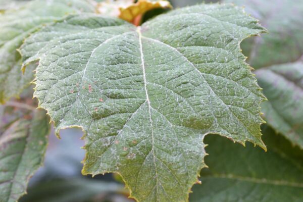 Hydrangea quercifolia ′Snowflake′ - Leaf