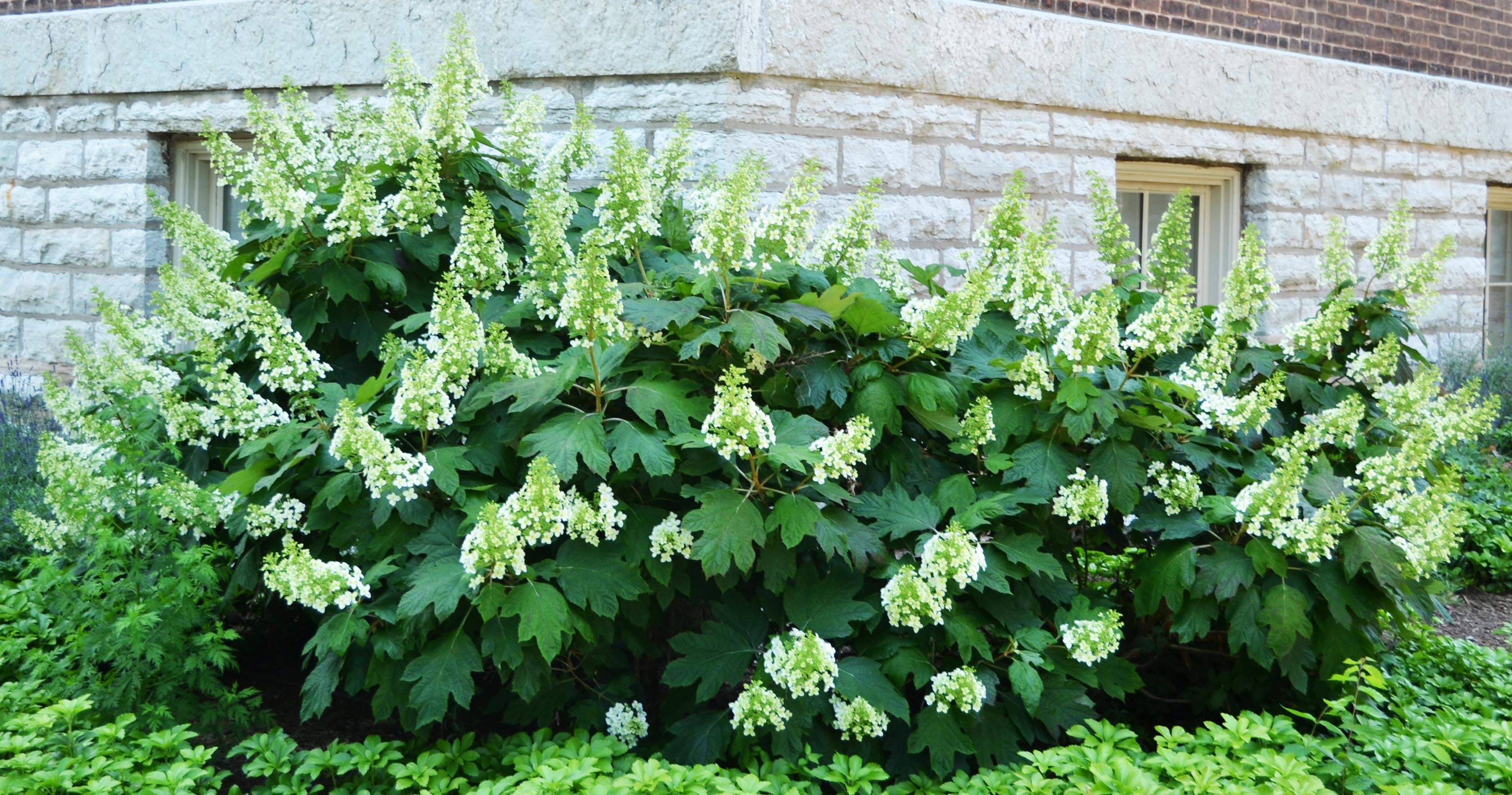 Hydrangea quercifolia Snowflake Purdue Arboretum Explorer