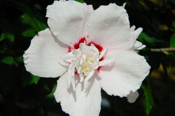 Hibiscus syriacus ′Morning Star′ - Flower