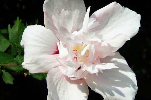 Hibiscus syriacus ′Morning Star′ - Flower