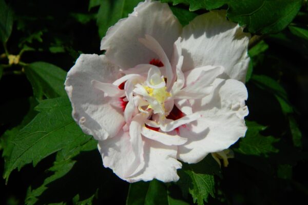 Hibiscus syriacus ′Morning Star′ - Flower