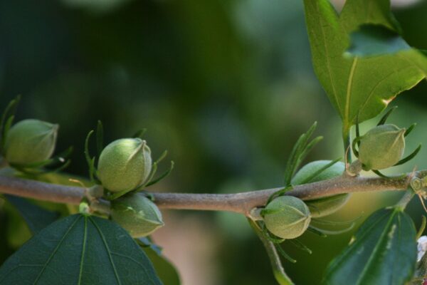 Hibiscus syriacus ′Morning Star′ - Flower Buds