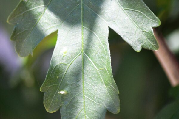 Hibiscus syriacus ′Morning Star′ - Leaf