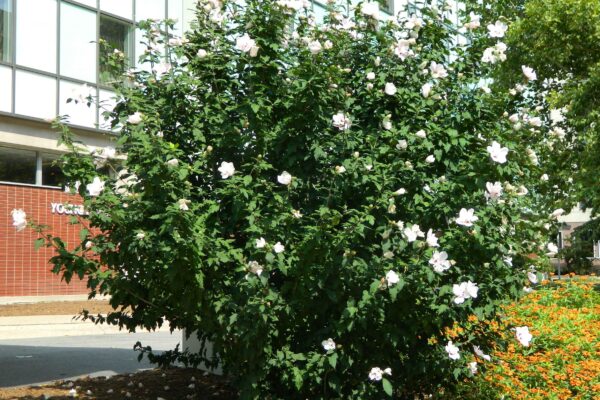 Hibiscus syriacus ′Morning Star′ - Habit