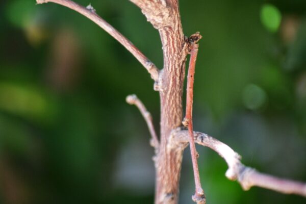 Hibiscus syriacus ′Morning Star′ - Stem