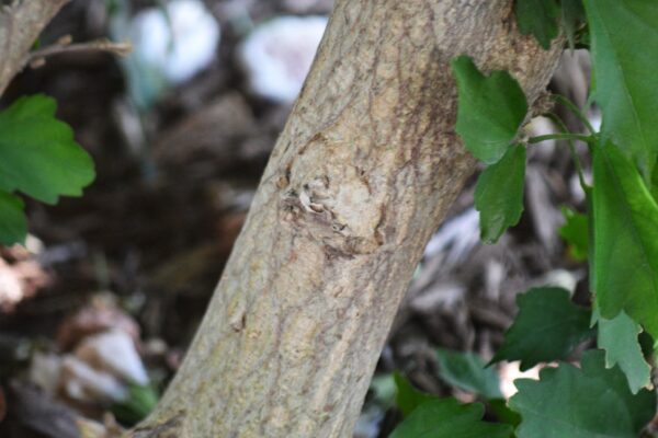 Hibiscus syriacus ′Morning Star′ - Bark