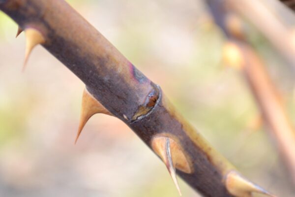 Rosa × ′Radtko′ [sold as The Double Knock Out®] - Thorns