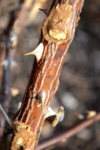 Rosa × ′Radtko′ [sold as The Double Knock Out®] - Bark and Thorns