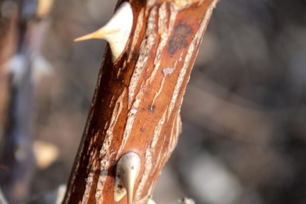 Rosa × ′Radtko′ [sold as The Double Knock Out®] - Bark and Thorns