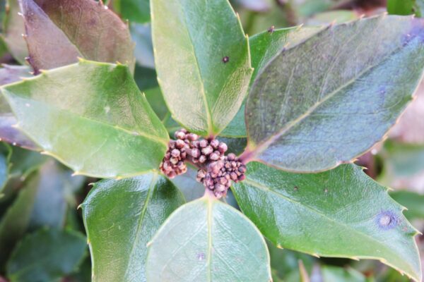 Ilex × meserveae ′Conablu′ [sold as Blue Prince®] - Foliage and Buds