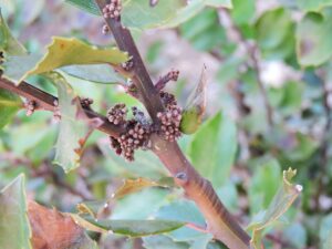 Ilex × meserveae ′Conablu′ [sold as Blue Prince®] - Bark and Buds