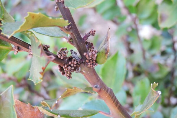 Ilex × meserveae ′Conablu′ [sold as Blue Prince®] - Bark and Buds